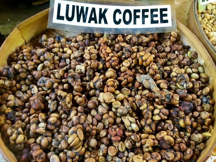 Kopi Luwak Sarah Ackerman