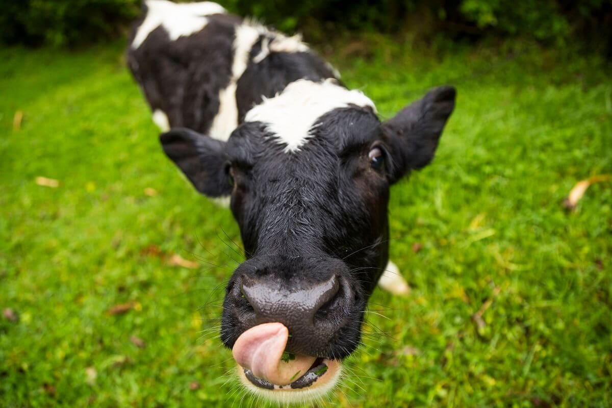 Cattle Industry Leaders In Animal Health